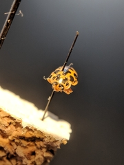 Anisosticta bitriangularis