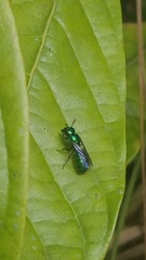 Calloceratina