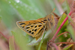 Hylephila pallisteri