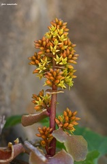 Umbilicus parviflorus