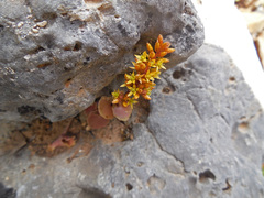 Umbilicus parviflorus