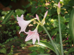 Hippeastrum reticulatum striatifolium
