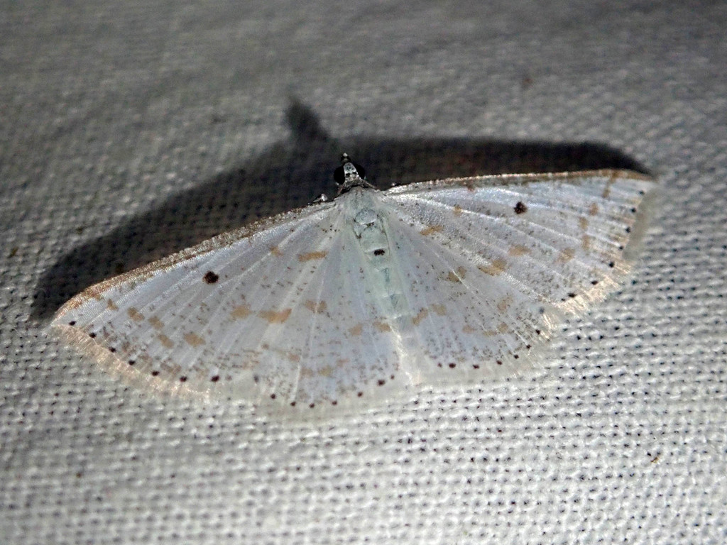Derambila zanclopterata
