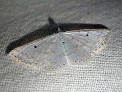 Derambila zanclopterata