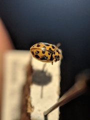 Anisosticta bitriangularis