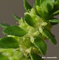 Valantia muralis