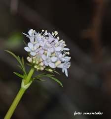 Valeriana asarifolia
