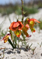 Gladiolus speciosus