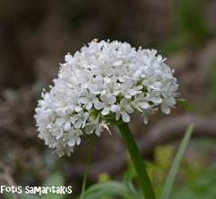Valeriana asarifolia