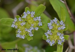 Valerianella turgida