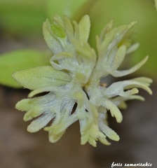 Valerianella turgida