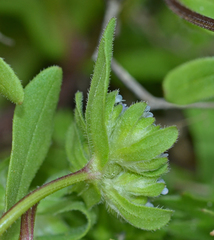 Valerianella turgida