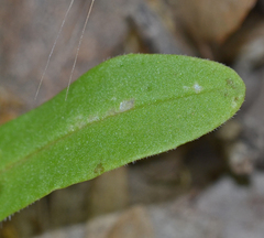 Valerianella turgida