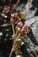 Veronica lavaudiana