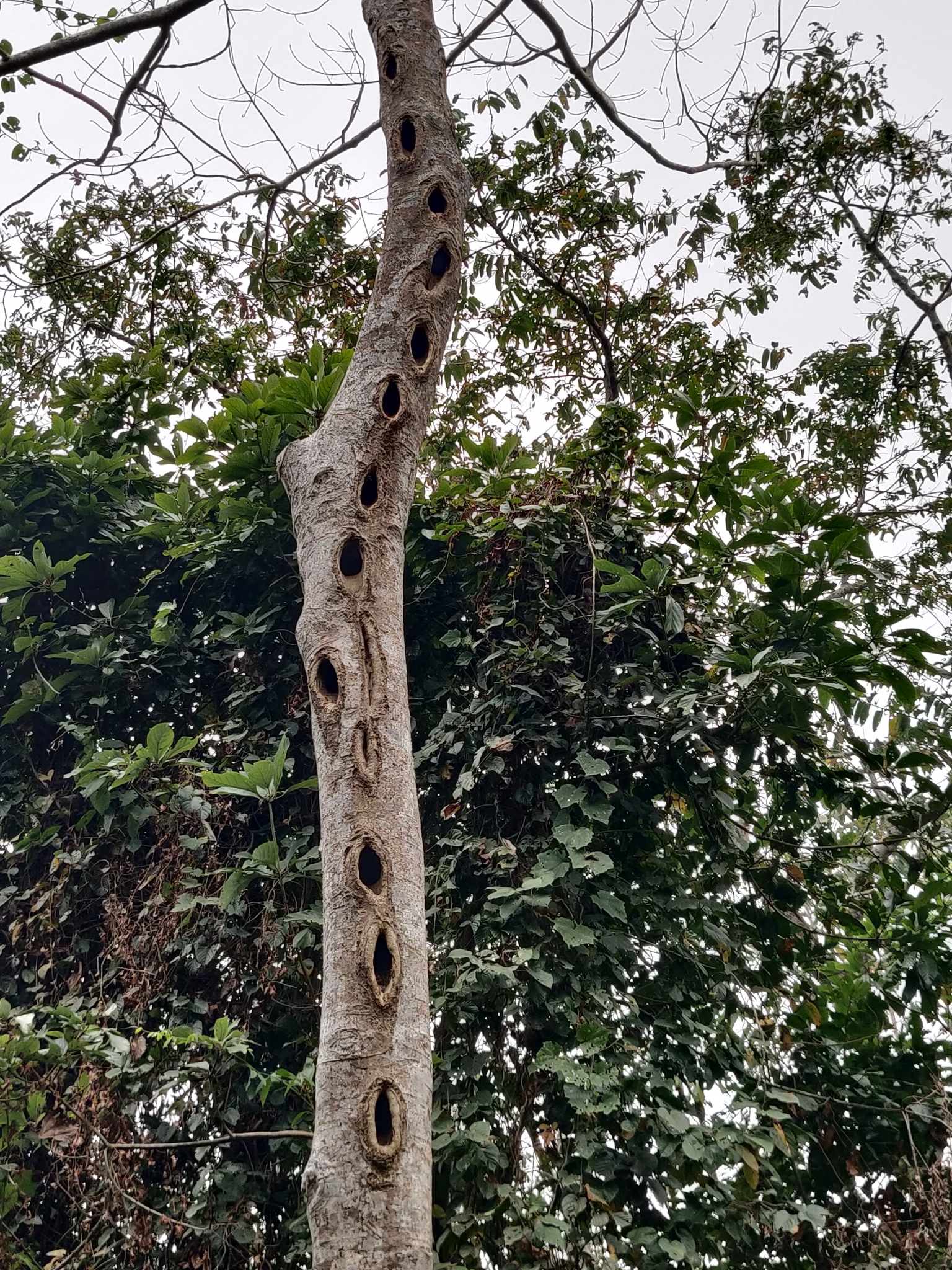 Great Slaty Woodpecker