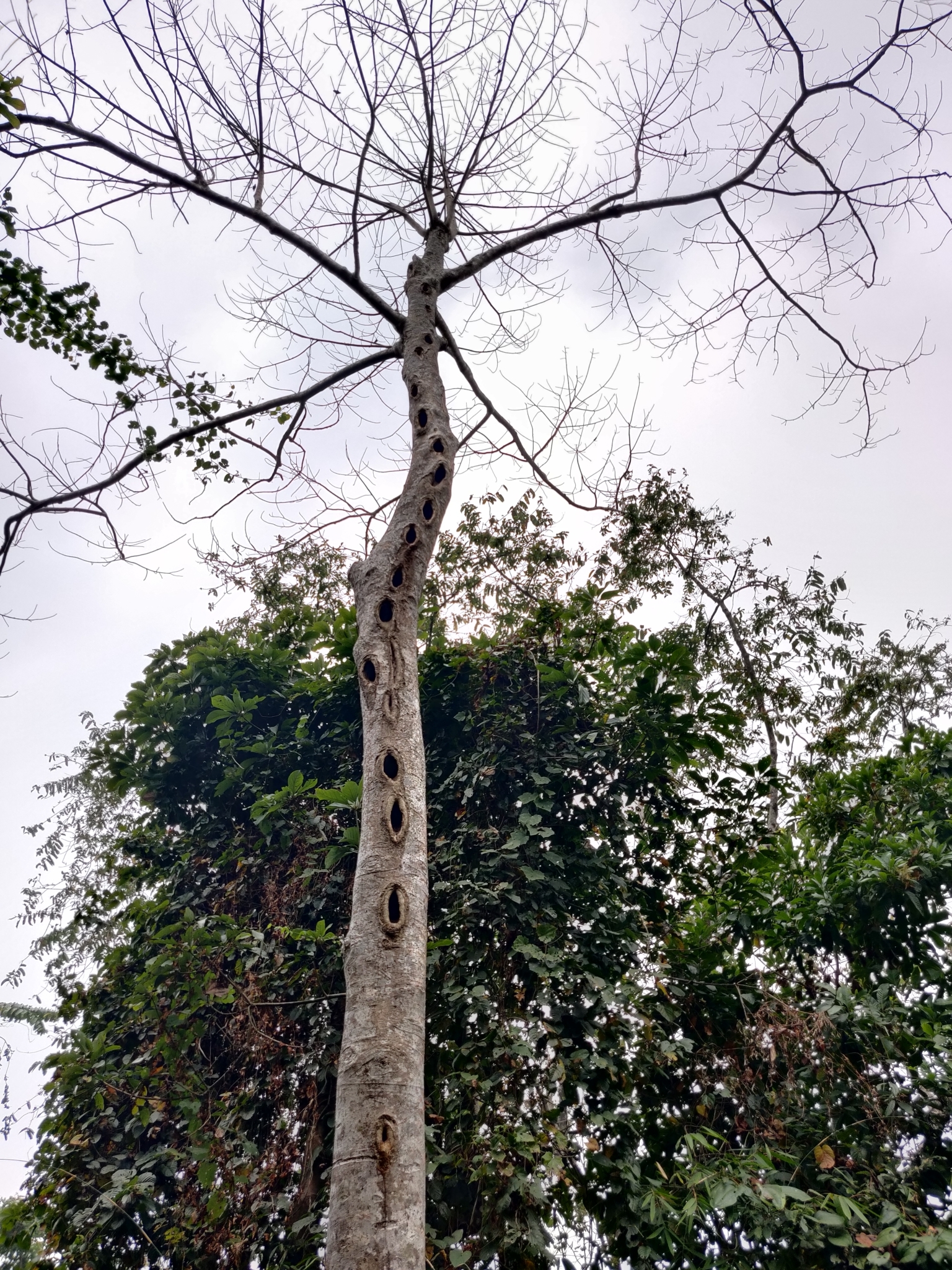 Great Slaty Woodpecker