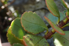 Veronica lavaudiana