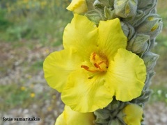 Verbascum macrurum