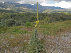Verbascum macrurum