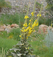 Verbascum macrurum