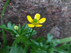 Ranunculus trilobus