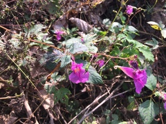 Impatiens textorii