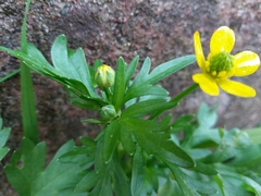 Ranunculus trilobus