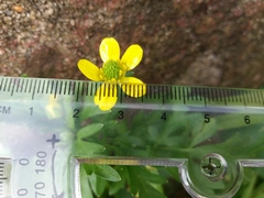 Ranunculus trilobus