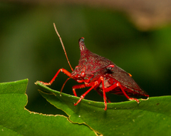 Taurocerus edessoides