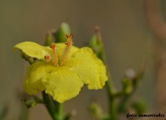 Verbascum spinosum