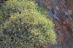 Verbascum spinosum