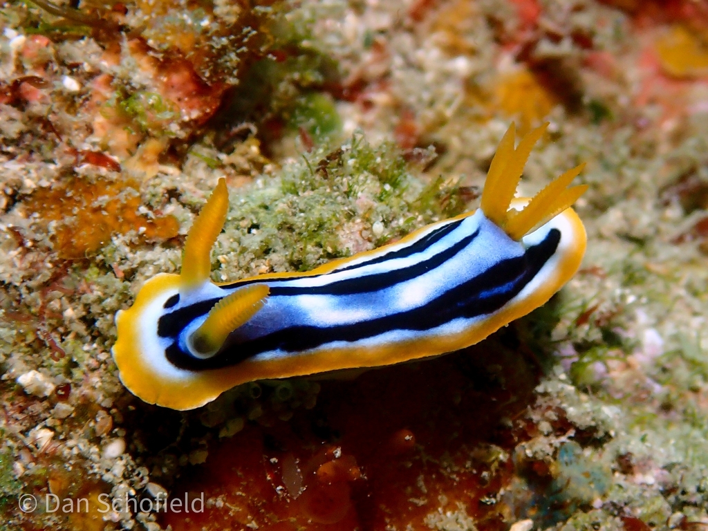 Broken-line Rainbow Dorid