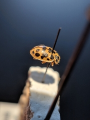 Anisosticta bitriangularis