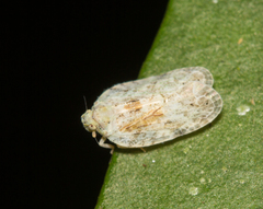 Achilidae
