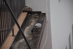 Columba livia domestica