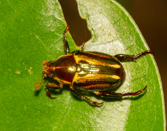 Pelidnota liturella