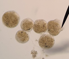 Campanella