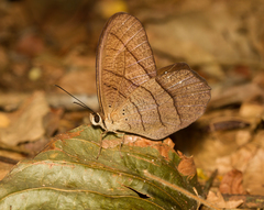 Pierella lamia chalybaea