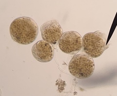 Campanella