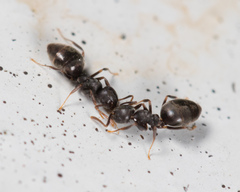 Technomyrmex brunneus