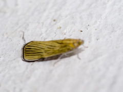 Tyspanodes linealis