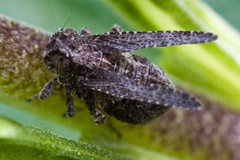 Danepteryx barbarae