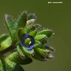 Veronica thymifolia
