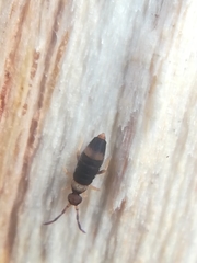Entomobrya albocincta