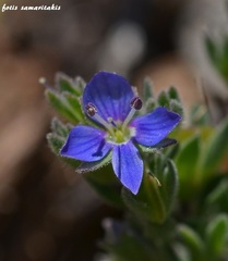 Veronica thymifolia