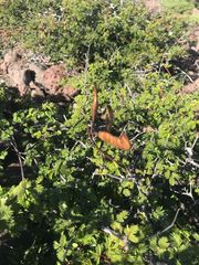 Erythrostemon placidus