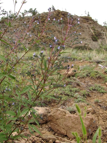 Amethystea caerulea iNat (2)