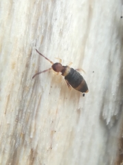 Entomobrya albocincta