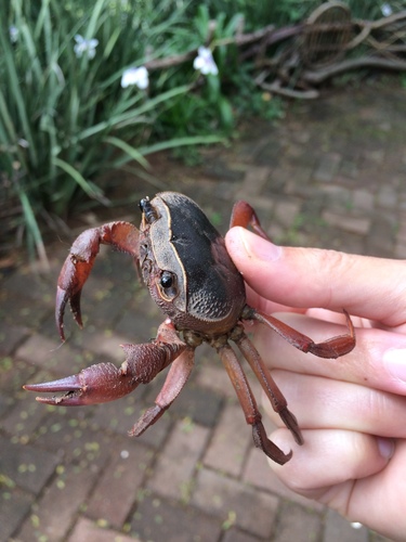 Potamonautes sidneyi