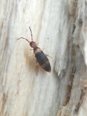Entomobrya albocincta